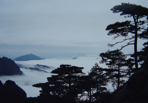 黄山云松